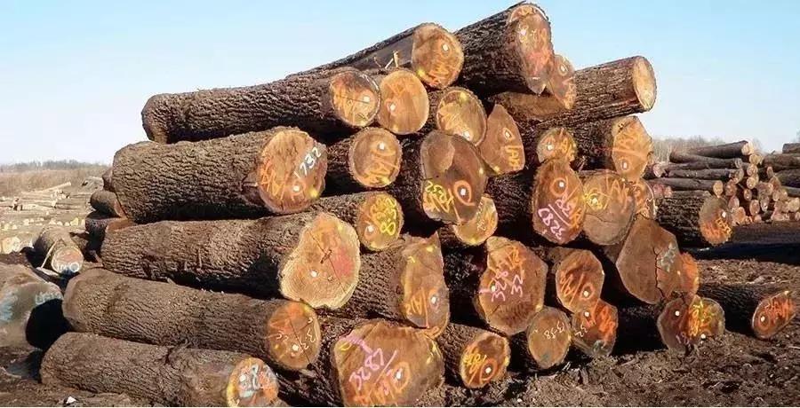 黑胡桃三种颜色顺序,十大黑胡桃木品种