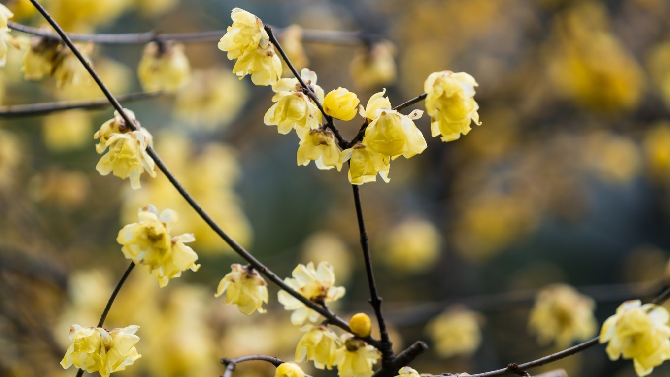 金陵第一园瞻园简介,南京瞻园最值得看的地方