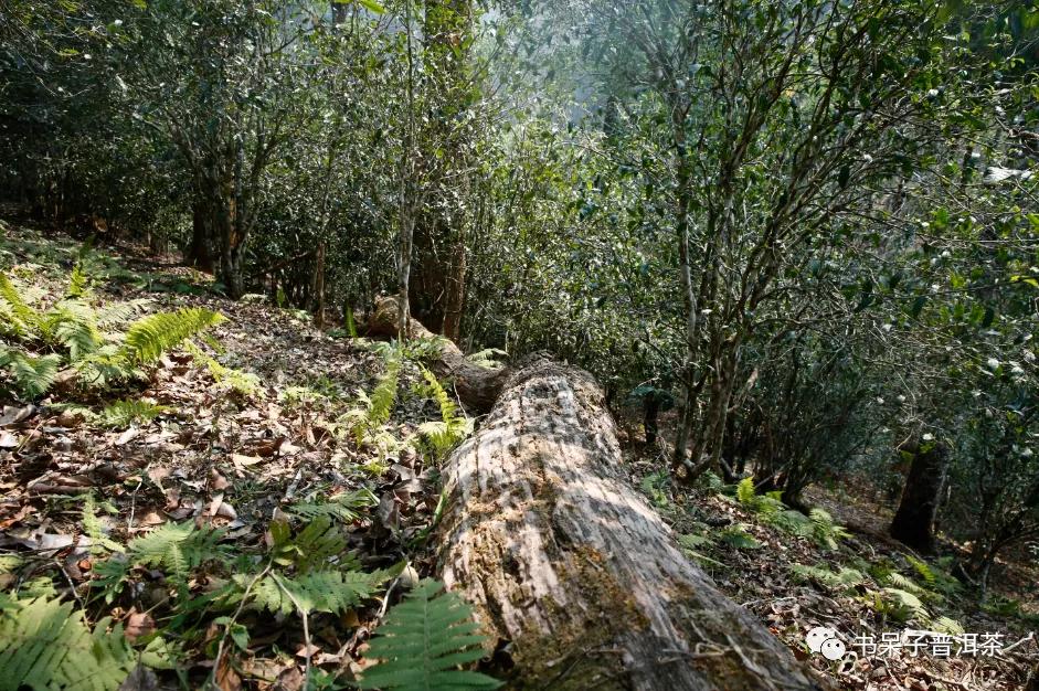 高山寨与天门山,高山寨和天门山