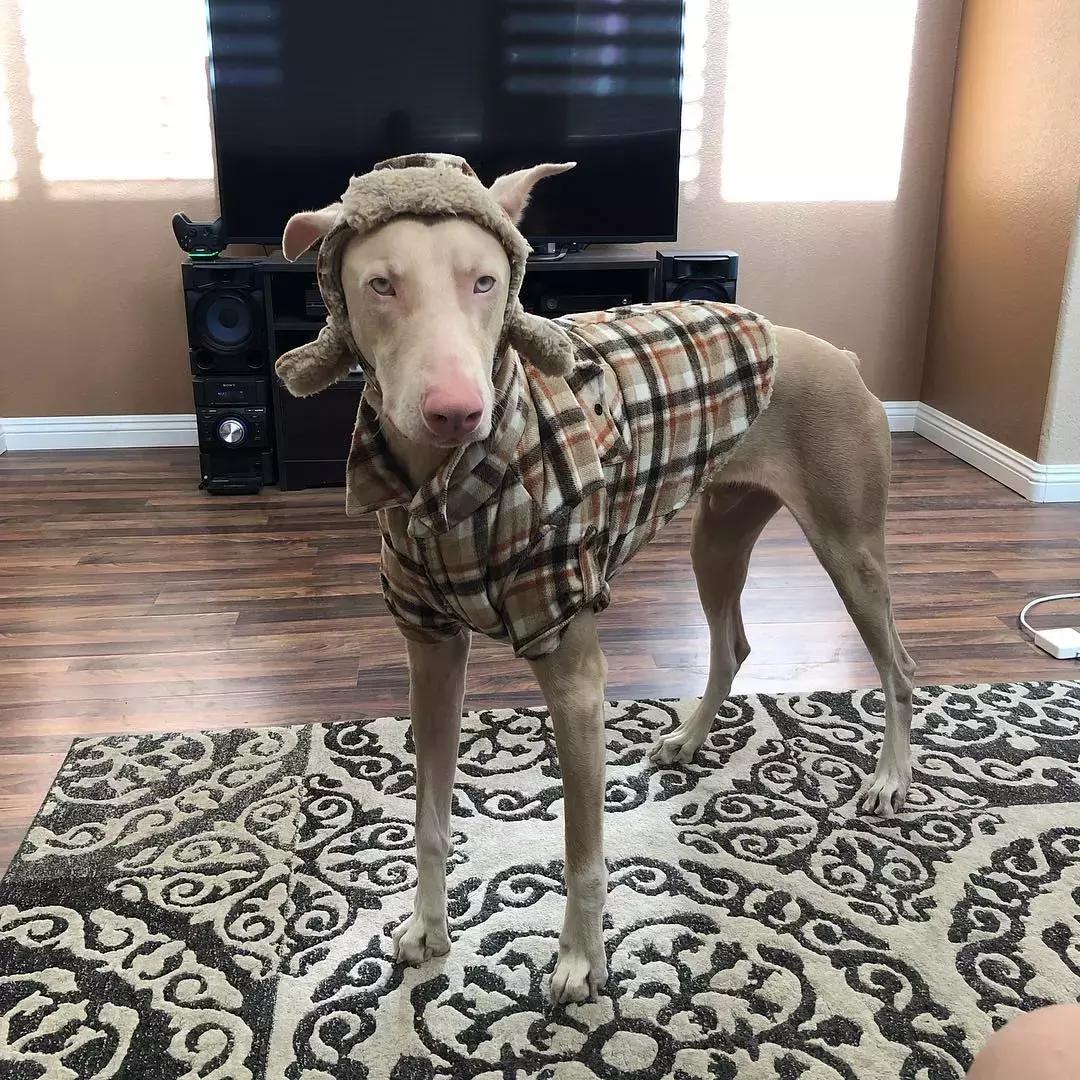 毛孩子低温症,毛孩子怕冷是什么原因