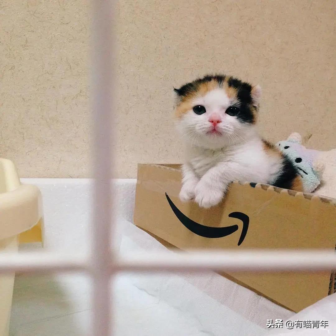 小奶猫的危害视频,小奶猫有什么危险