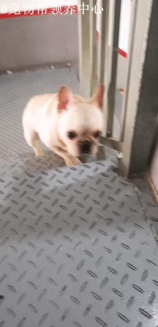 被遗弃的小法斗,法斗被遗弃