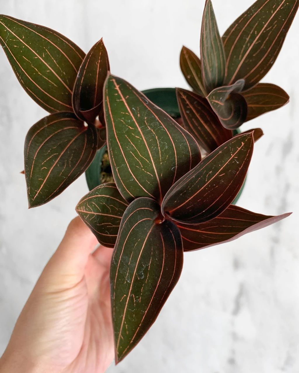 绿翡翠宝石兰植物,宝石兰植物