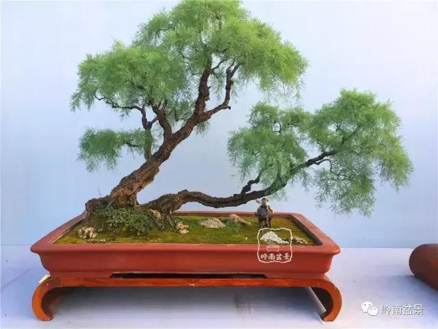 临水式金弹子盆景图片大全欣赏,看盆景展里赏心悦目的盆景