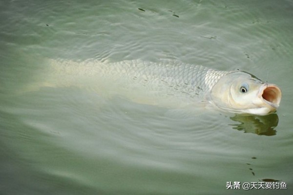 野钓草鱼视频大全完整版,野钓草鱼调漂的正确方法与技巧