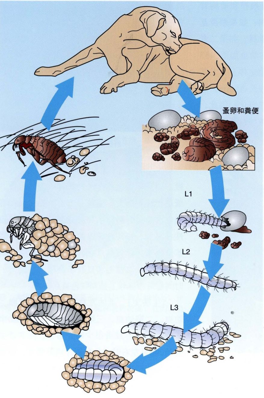 猫咪身上的寄生虫怎么处理,按时驱虫的猫咪还会有寄生虫吗