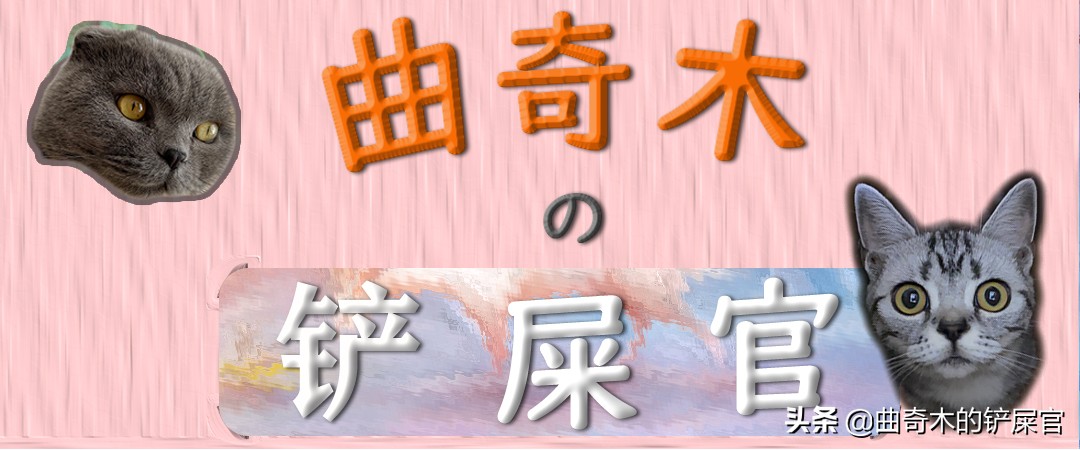 猫咪的尾巴可以摸吗,猫咪尾巴为什么不能摸