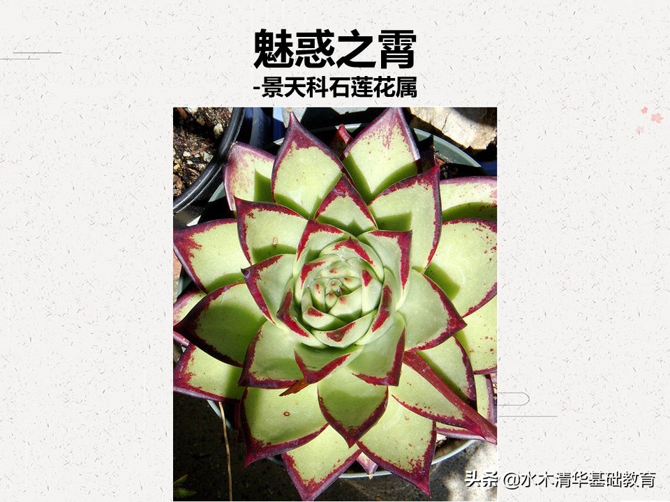 梦幻女王多肉植物百科图谱,原产地多肉植物图谱pdf
