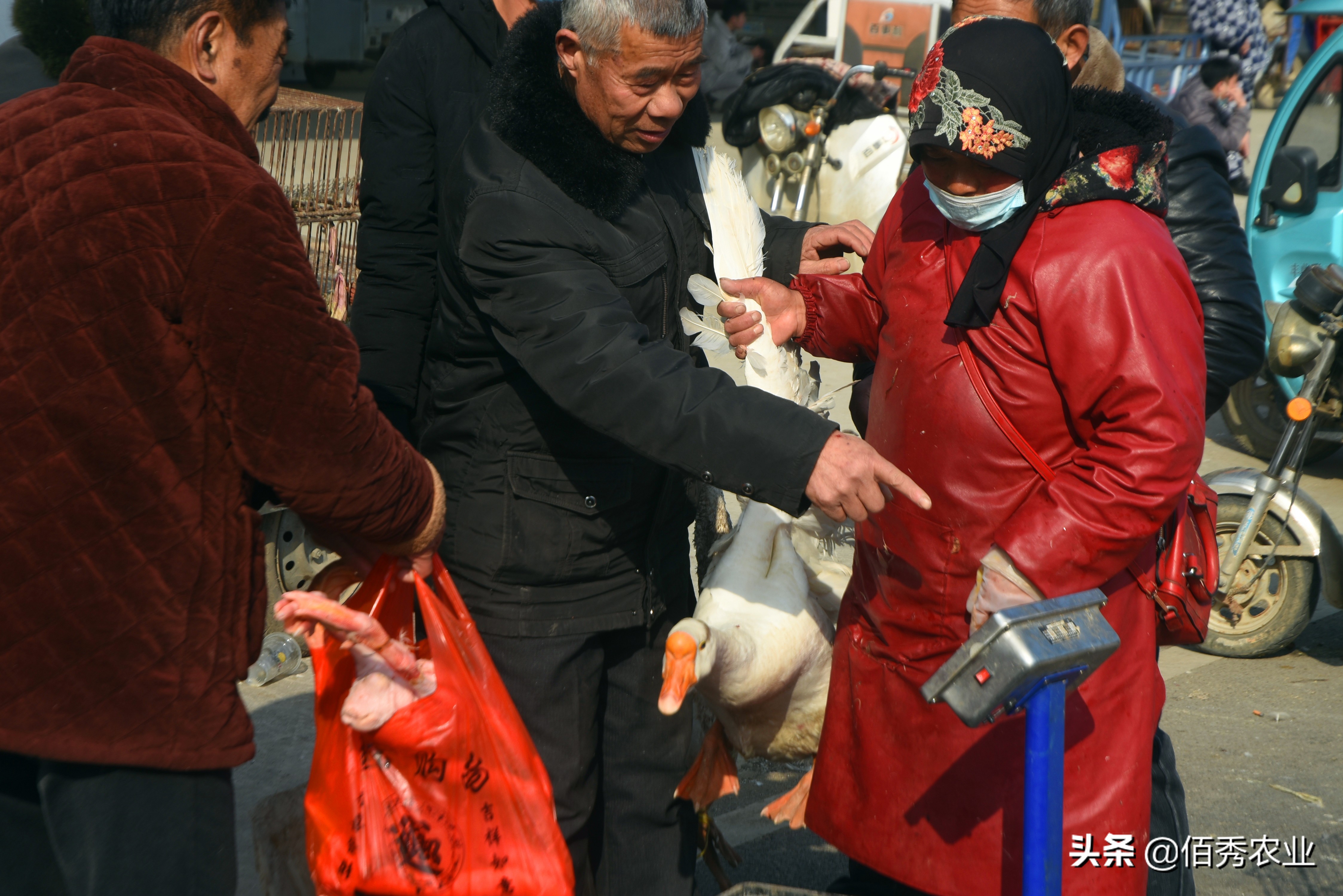 在老家养鹅赚不赚得到钱,农村现在养鹅怎么赚钱