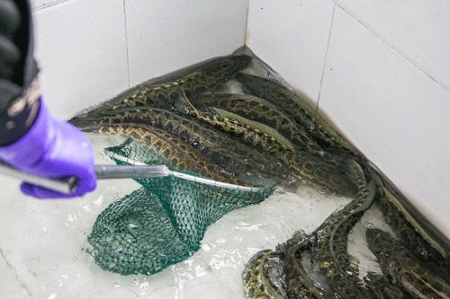 1块钱撸四盘！薄如蝉翼的蝴蝶鱼片，让你一口鲜掉眉毛！