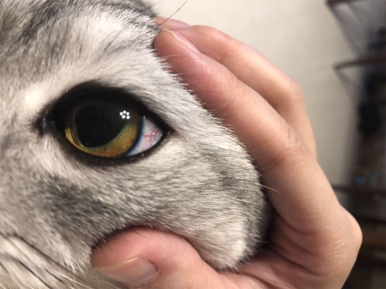 猫咪做眼睑内翻恢复好的图片,杭州猫咪眼睑内翻手术