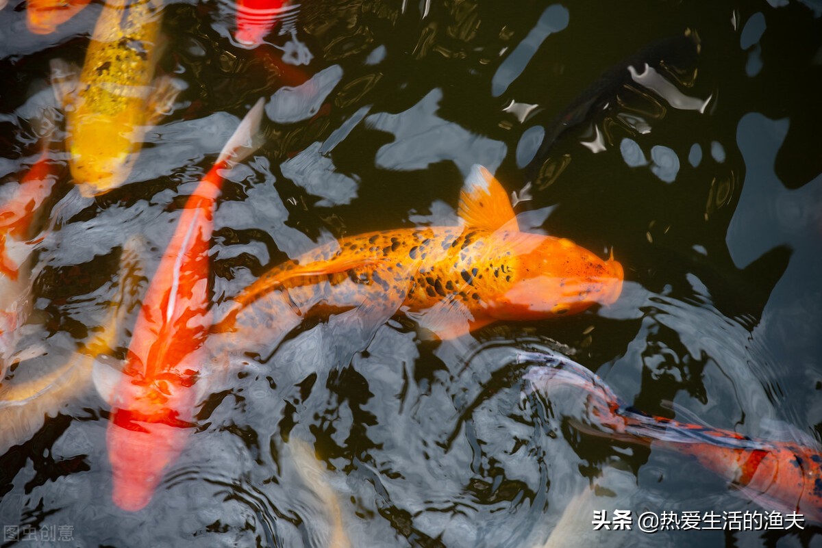 单只锦鲤消瘦是什么原因,锦鲤入缸10天不吃食趴缸怎么办