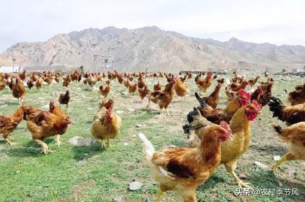 4种常见的农村创业项目诈骗，您必须了解，用这5招轻松应对！