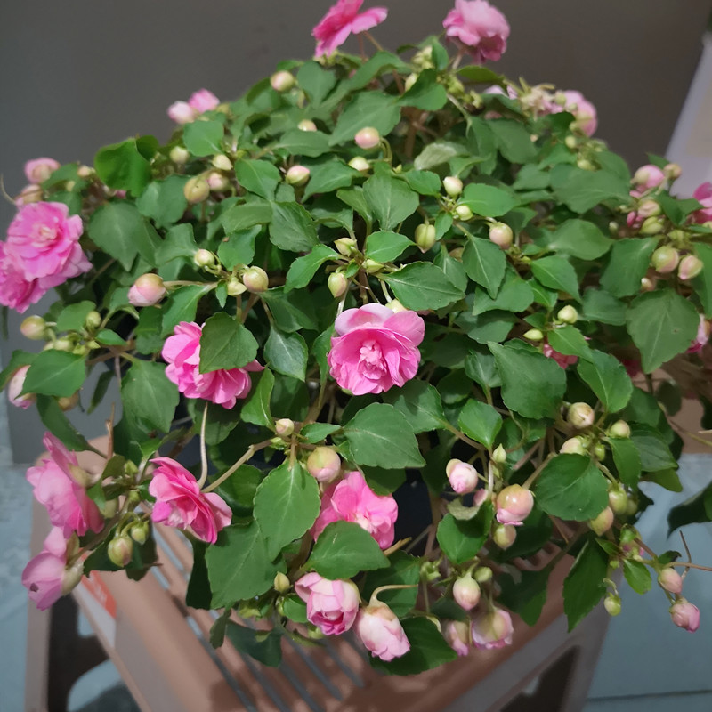 怎样养凤仙花的视频,养好凤仙花的秘诀