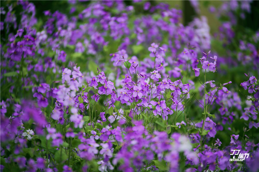 武汉东湖樱花园是世界几大樱花园,世界三大樱花园