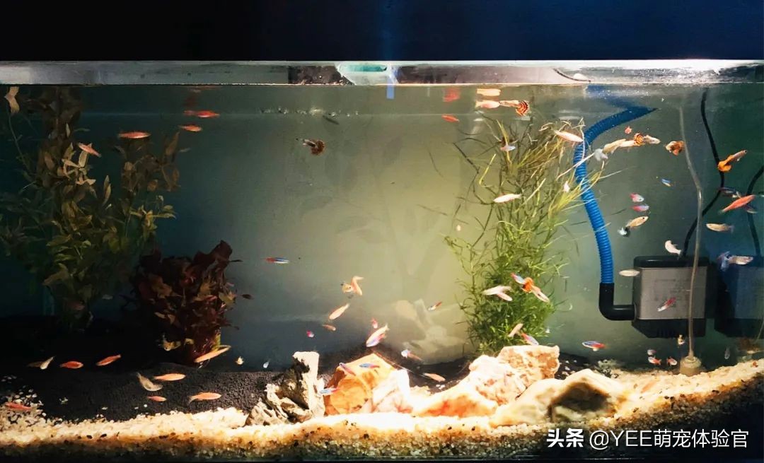 用亚克力板做鱼缸的缺点,亚克力鱼缸的优缺点