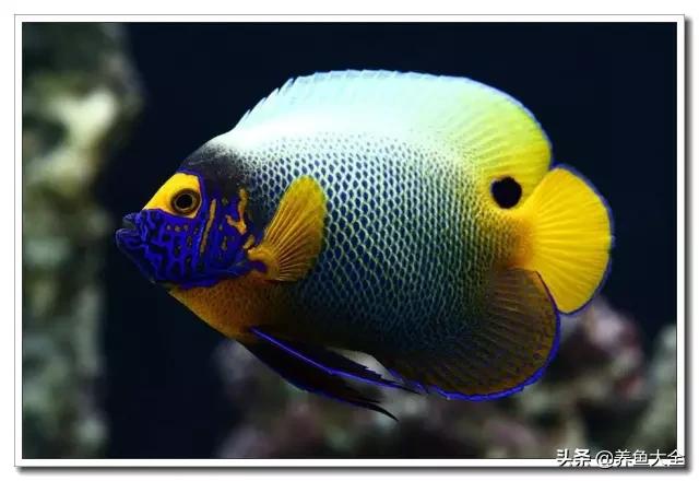 海水鱼饲养水质参数,海水鱼的饲养知识