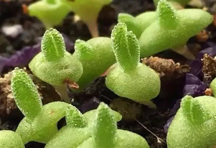 泥炭土发霉长毛,多肉土上发霉是怎么回事