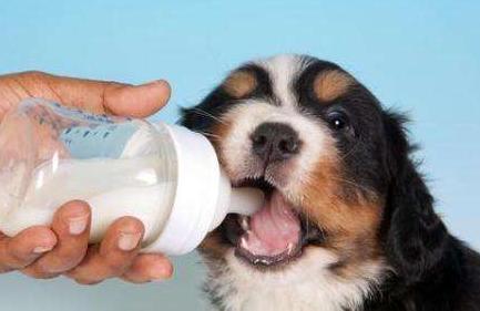 狗狗喝宠物羊奶粉还是人用羊奶粉,狗狗需要喝专门的羊奶粉吗