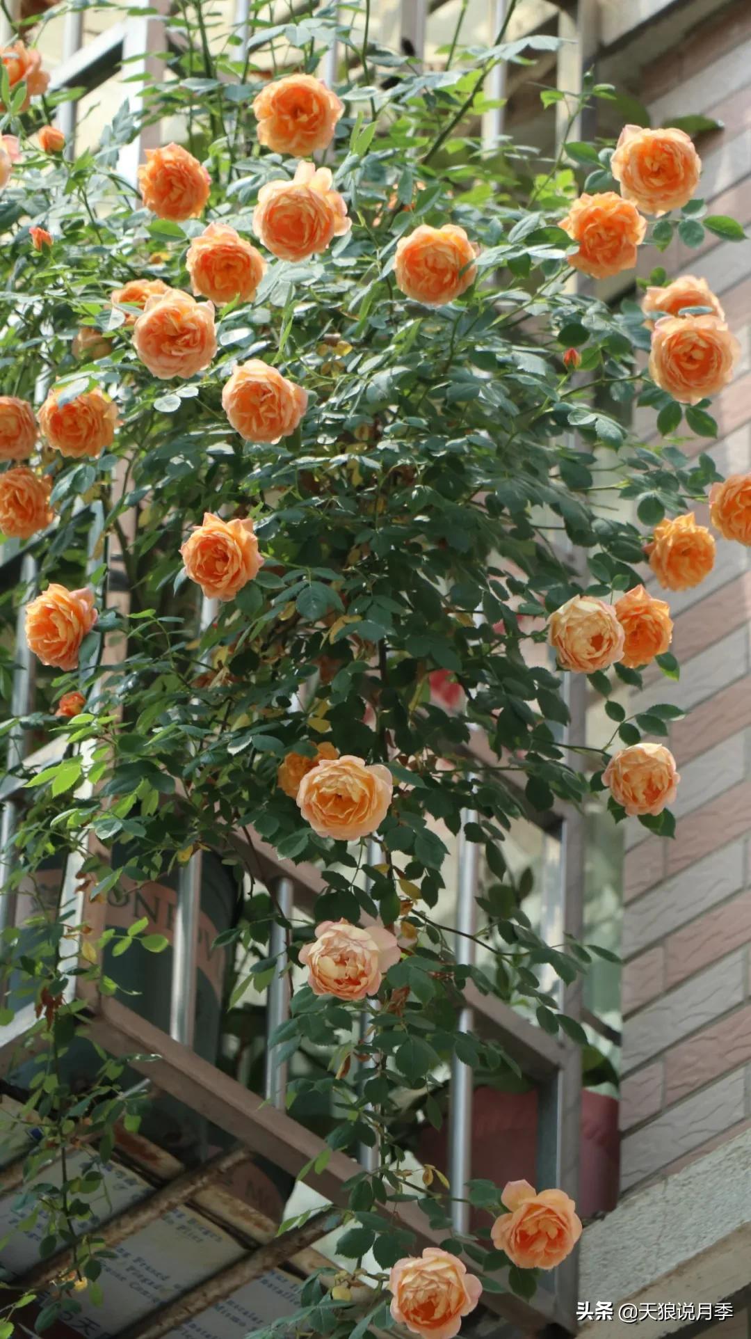 阳台还可以种植什么花种,阳台上也可以种出好看的花