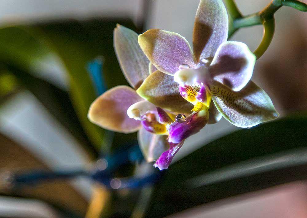 蝴蝶兰一浇水根就发霉,蝴蝶兰一夜之间就蔫巴了