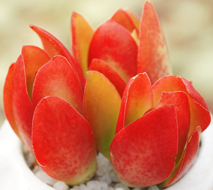 多肉只有几个瓣怎么养,推荐12款适合新手养的多肉