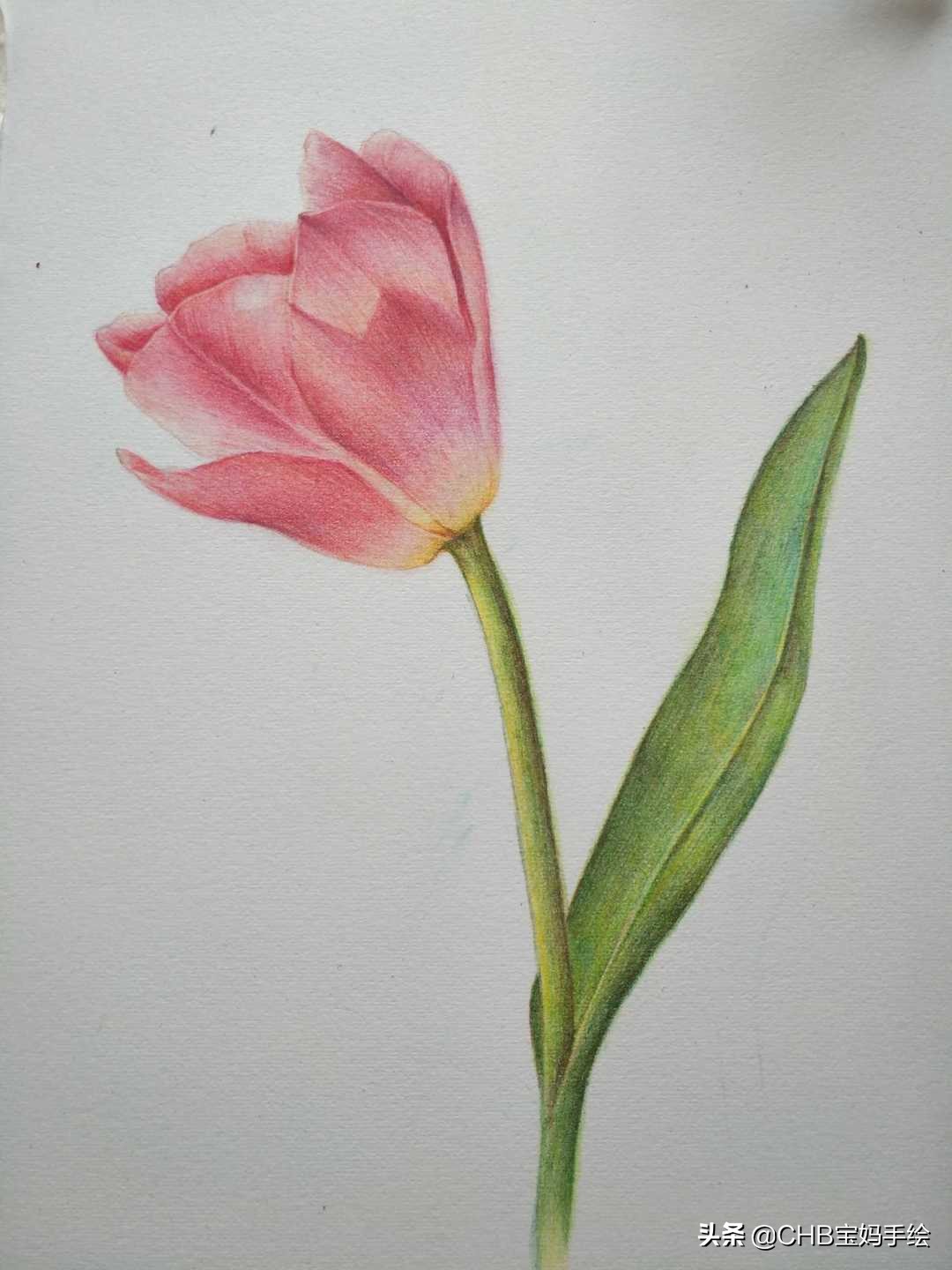 怎么在扇子上画郁金香简单用彩铅,彩铅绘画ins风郁金香整幅