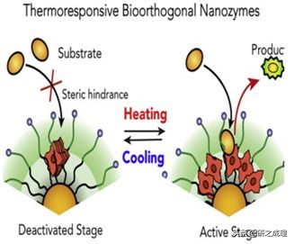 鍌寲蹇姤鏈熷垔,鍌寲鏉傚織灏侀潰