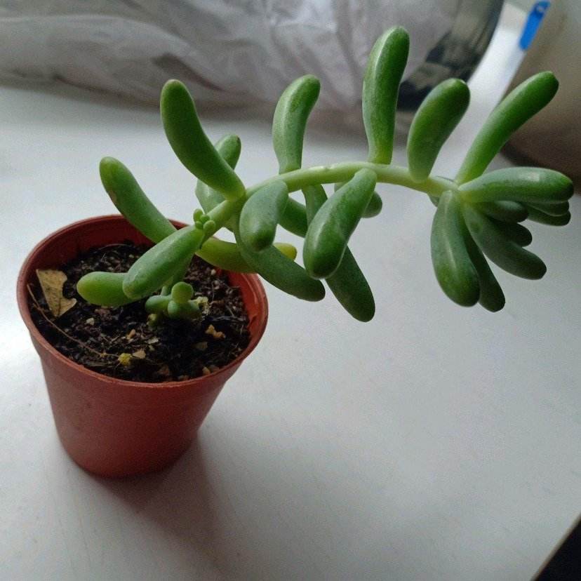 多肉长成树开花怎么办,多肉水桩变老桩杆子会变细吗