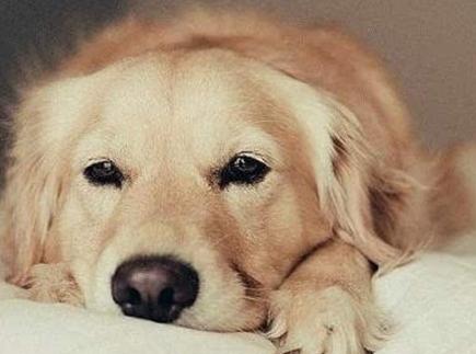 什么是狗狗的假孕,狗狗假孕是公狗的原因吗