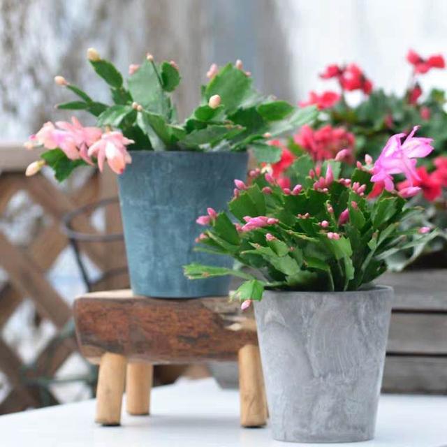 蟹爪兰花谢后上什么肥,蟹爪兰花谢后长出的新芽怎么办