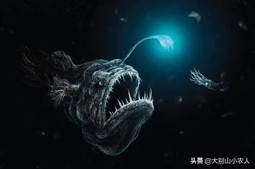 深海的鮟鱇鱼,深海鮟鱇鱼