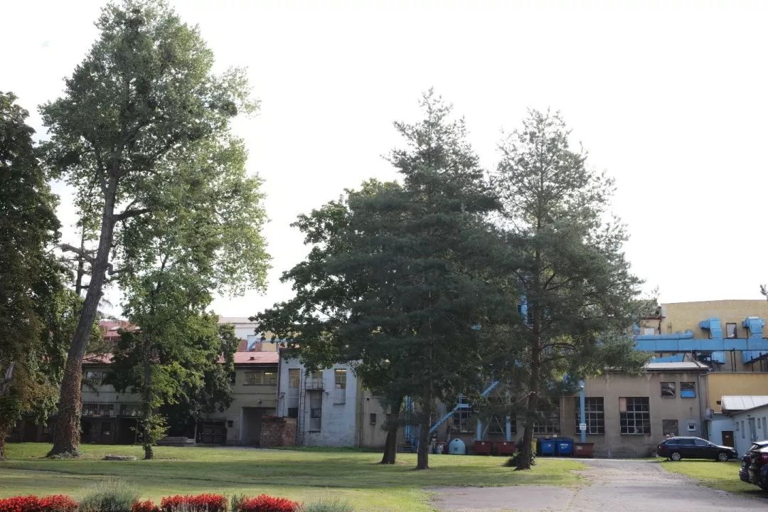 探访TON工厂看经典椅子背后的故事|疯狂24h我们去捷克干了啥？