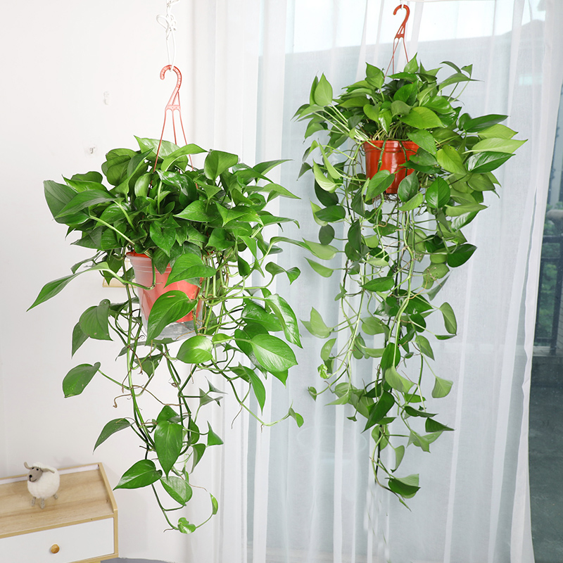 适合邻居养的十种花,养这7种花大人小孩都能养好