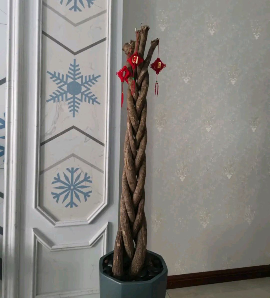 浇水过多死的植物,最容易浇死的6种花