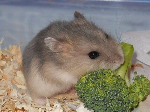 为什么仓鼠喜欢吃西兰花,仓鼠能吃西兰花的哪部分