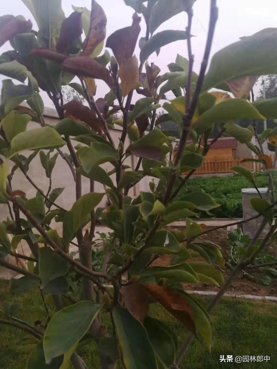 苗木移植后，叶片干枯、变黄、脱落的可能原因及相应的解决方法