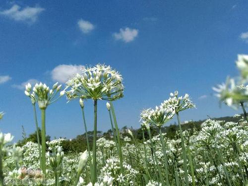 韭花帖最好版本,韭花帖杨凝式