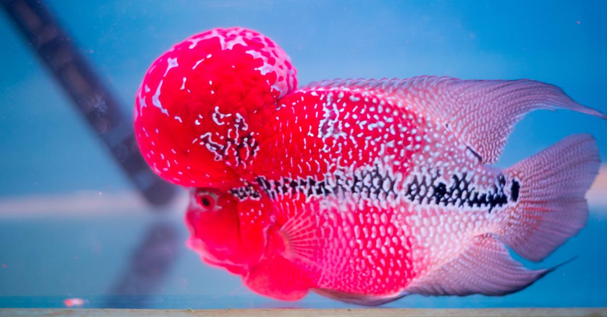 鸿运当头罗汉鱼寿命多长时间,罗汉鱼寿命短的表现有哪些