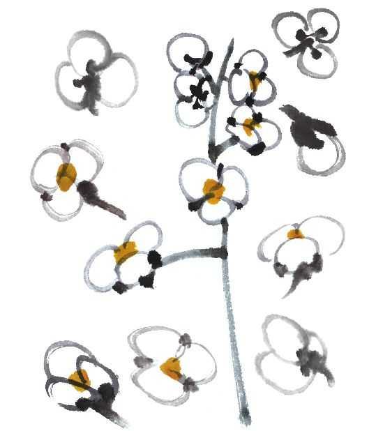 花卉国画教学视频,花卉画法教程中国画