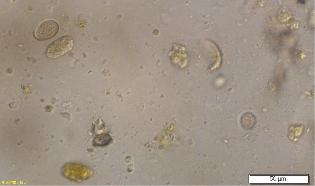 中国农大预防兽医,中国农业大学潘保良