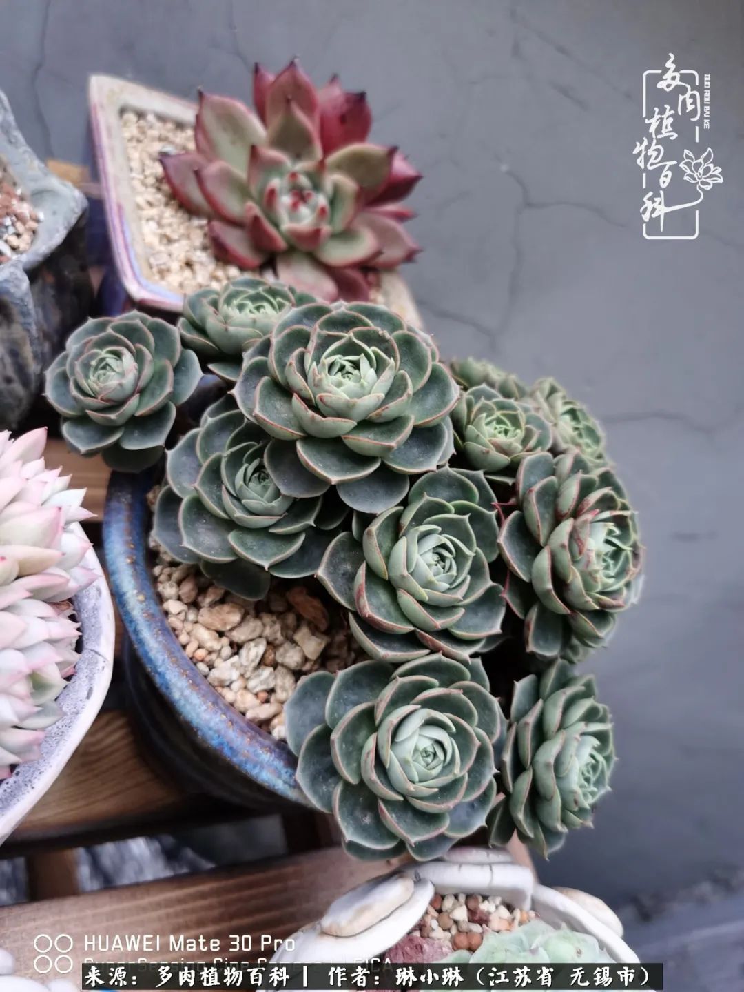 多肉变美是需要时间的,千万别辜负了多肉变美的黄金季节