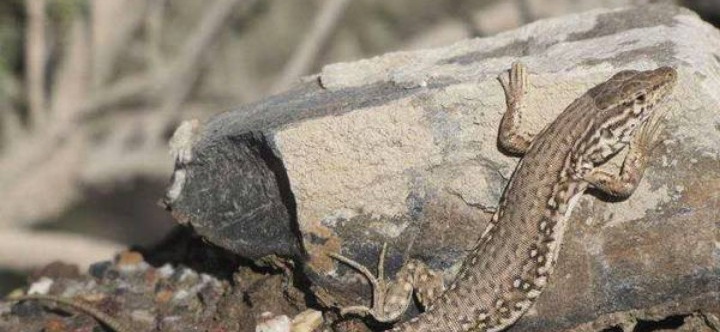 狗婆蛇是落水狗吗,狗婆蛇为啥不常见了