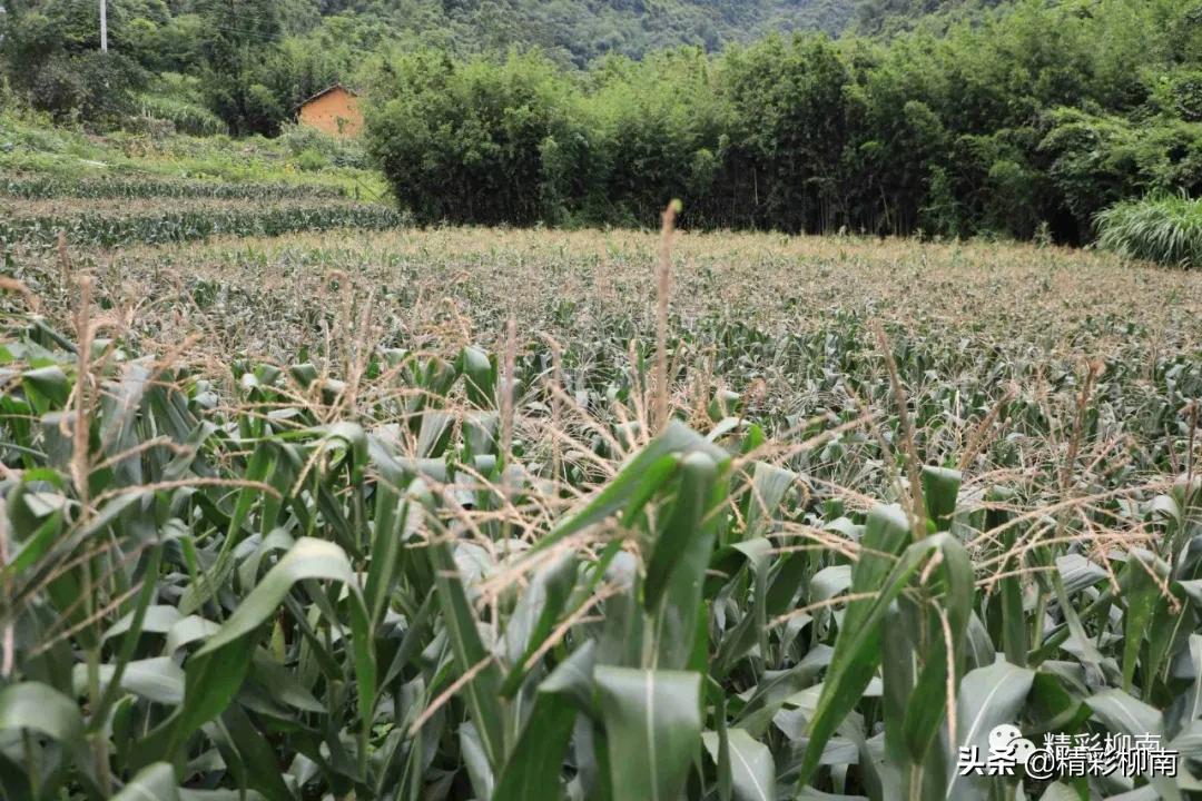 乡镇辣椒丰收信息,火红的辣椒映出红红火火的日子