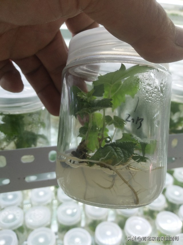 脱毒阳光玫瑰葡萄苗,阳光玫瑰特级苗