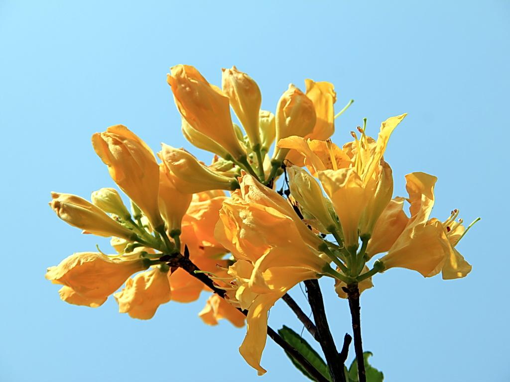 花卉大全500种杜鹃花,草本杜鹃花图片欣赏及介绍