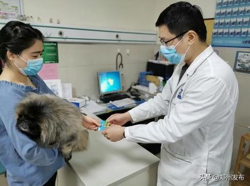 郑州养犬证怎么办理,郑州犬证在哪办