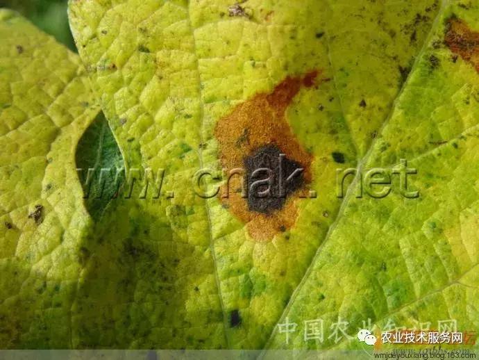 葡萄花前主要病害,葡萄病害图片大全大图