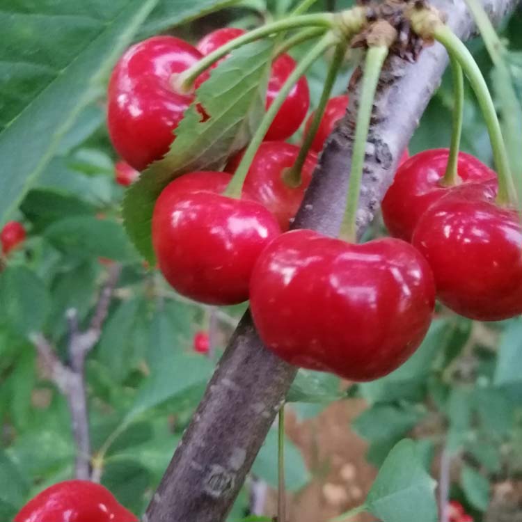 今年樱桃新品种有哪些,樱桃种植最新品种有哪些