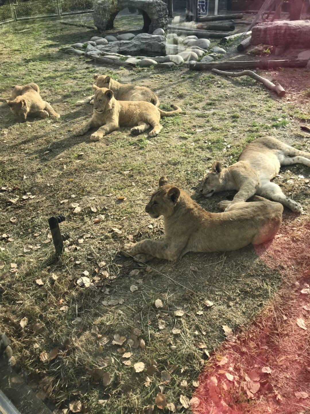 上海野生动物园太阳广场节目安排,上海野生动物园建议游玩时间
